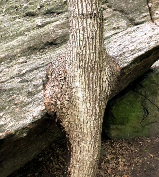 oak